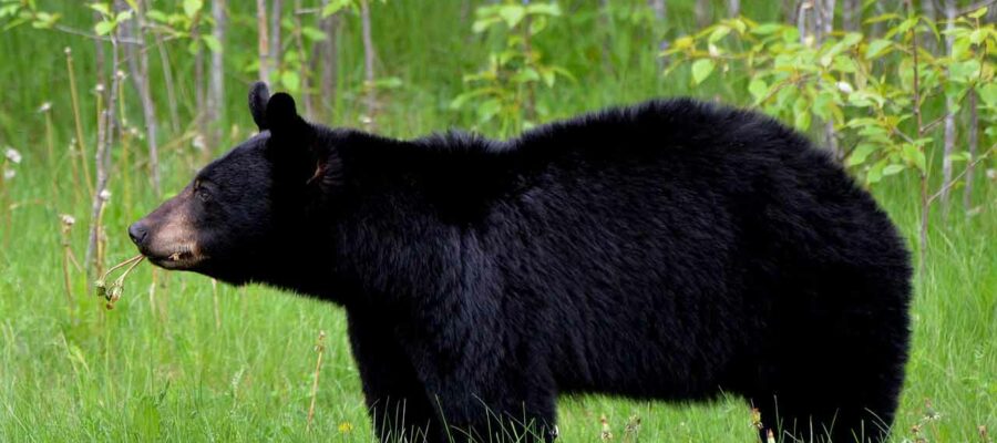 Oklahoma Black Bear Hunting